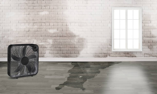 Best Carpet water damage restoration  in Ashley, PA